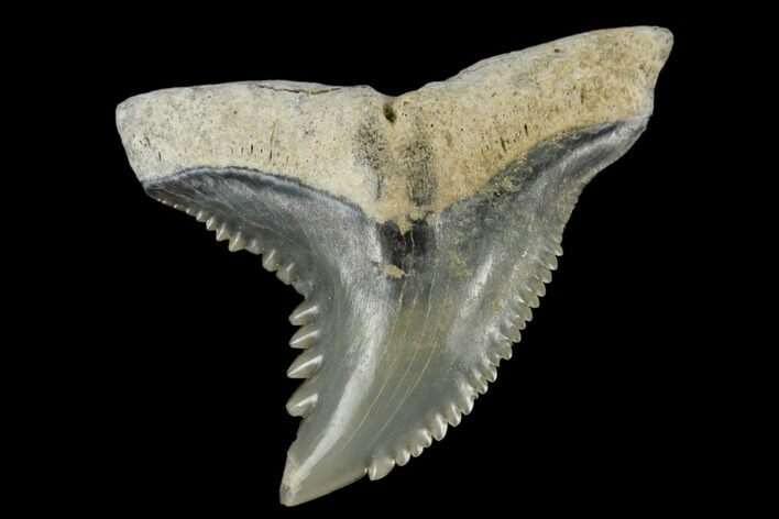 Snaggletooth Shark (Hemipristis) Tooth - Aurora, NC #180111